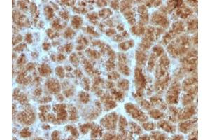 IHC testing of FFPE human pancreas with Elastase 3B antibody (clone CELA3B/1257). (Elastase 3B antibody  (AA 82-238))