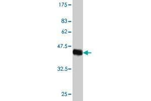 Western Blot detection against Immunogen (42. (HN1 antibody  (AA 1-154))