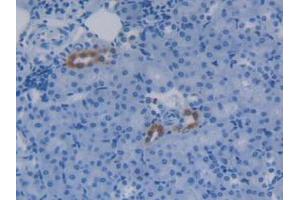 IHC-P analysis of Mouse Kidney Tissue, with DAB staining. (APOC4 antibody  (AA 28-124))