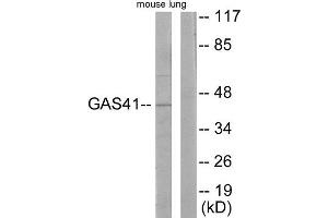 Western Blotting (WB) image for anti-YEATS Domain Containing 4 (N-Term) antibody (ABIN1849076) (GAS41 antibody  (N-Term))