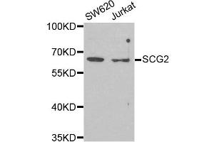 Western blot analysis of extracts of SW620 and Jurkat cell lines, using SCG2 antibody. (SCG2 antibody)