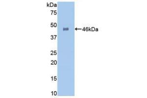 Western blot analysis of recombinant Human GLa. (GLA antibody  (AA 81-429))