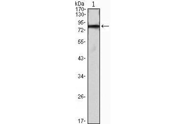 IHOG antibody