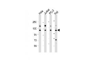 Western Blot at 1:2000 dilution Lane 1: Hela whole cell lysate Lane 2: Jurkat whole cell lysate Lane 3: PC-3 whole cell lysate Lane 4: Raji whole cell lysate Lysates/proteins at 20 ug per lane. (REST antibody  (AA 542-570))