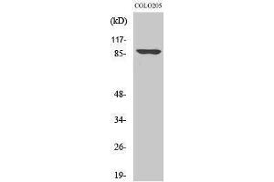 Western Blotting (WB) image for anti-Oct-1 (Ser1070) antibody (ABIN3176439) (Oct-1 antibody  (Ser1070))