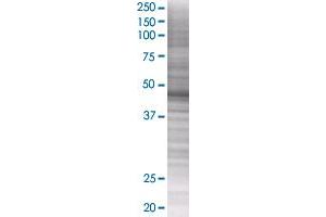 BIRC4 transfected lysate. (BIRC4 293T Cell Transient Overexpression Lysate(Denatured))