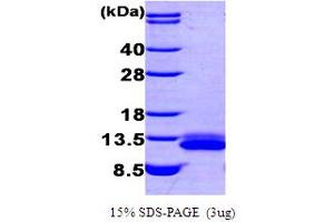 SDS-PAGE (SDS) image for Chemokine (C-X-C Motif) Ligand 12 (CXCL12) (AA 22-93) protein (His tag) (ABIN666769) (CXCL12 Protein (AA 22-93) (His tag))