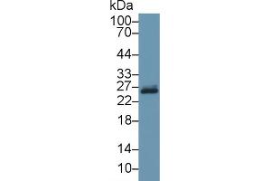 Western Blot; Sample: Bovine Liver lysate; Primary Ab: 1µg/ml Rabbit Anti-Bovine GSTp Antibody Second Ab: 0. (GSTP1 antibody  (AA 1-210))