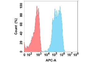 Flow cytometry analysis with Anti-CD96 on Expi293 cells transfected with human CD96 (Blue histogram) or Expi293 transfected with irrelevant protein (Red histogram). (CD96 antibody)