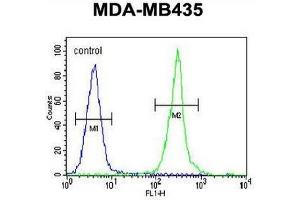 CLDN16 Antibody (N-term) flow cytometric analysis of MDA-MB435 cells (right histogram) compared to a negative control cell (left histogram). (Claudin 16 antibody  (N-Term))