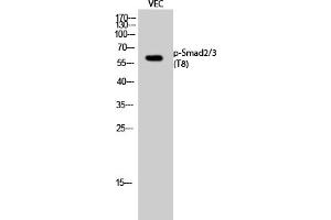 Western Blot analysis of VEC cells using Phospho-Smad2/3 (T8) Polyclonal Antibody. (Smad2/3 antibody  (pThr8))