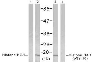 Western blot analysis of extract from HeLa cells using Histone H3. (Histone H3.1 antibody  (pSer10))