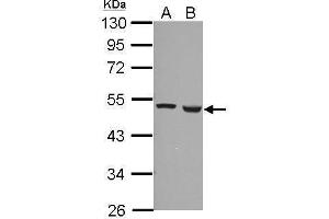 Ferredoxin Reductase antibody