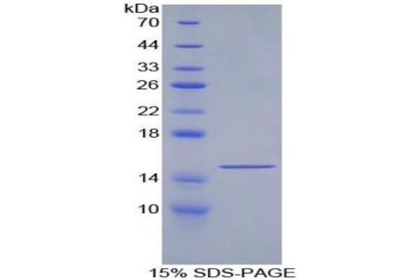 GDF6 Protein