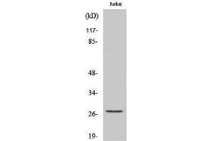 Western Blotting (WB) image for anti-Heat Shock 27kDa Protein 1 (HSPB1) (Ser503) antibody (ABIN3185105) (HSP27 antibody  (Ser503))
