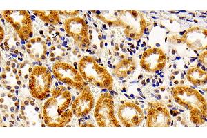 Detection of FGF2 in Rabbit Kidney Tissue using Polyclonal Antibody to Fibroblast Growth Factor 2, Basic (FGF2) (FGF2 antibody  (AA 26-153))