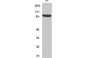 Western Blot analysis of various cells using IL-4Rα Polyclonal Antibody diluted at 1:2000. (IL4 Receptor antibody)