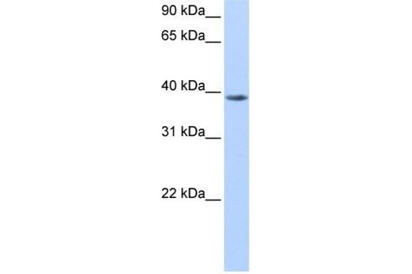 NUDT13 antibody