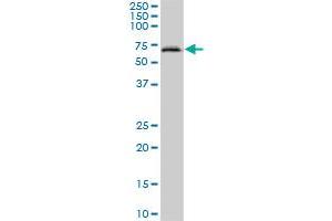 ACF MaxPab polyclonal antibody. (A1CF antibody  (AA 1-594))