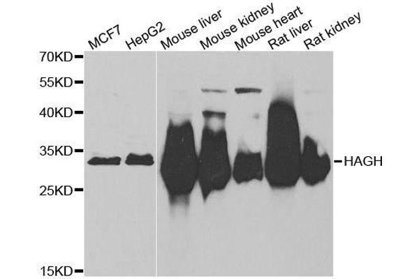 HAGH antibody  (AA 1-260)