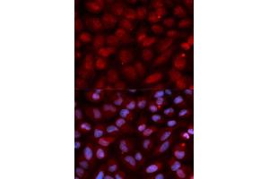 Immunofluorescence (IF) image for anti-CD47 (CD47) (AA 20-140) antibody (ABIN3022624) (CD47 antibody  (AA 20-140))