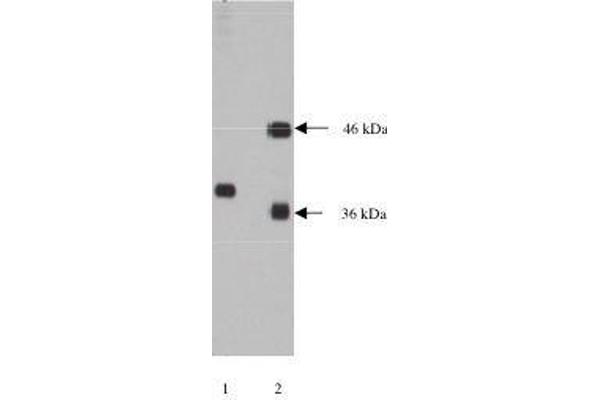 NPDC1 antibody