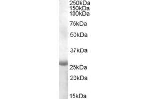 ABIN263172 (1µg/ml) staining of Human Muscle lysate (35µg protein in RIPA buffer). (APOBEC2 antibody  (AA 180-190))
