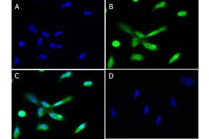 Immunofluorescence of Chicken Anti-PLK1 Antibody Immunofluorescence of Chicken Anti-PLK1 Antibody. (PLK1 antibody)