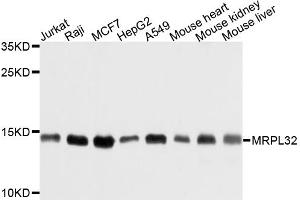 Western blot analysis of extracts of various cell lines, using MRPL32 antibody (ABIN6003723) at 1/1000 dilution. (MRPL32 antibody)