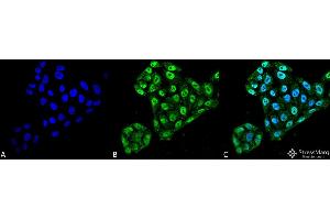 Immunocytochemistry/Immunofluorescence analysis using Mouse Anti-EndoPDI Monoclonal Antibody, Clone 2E7/7 . (P4HB antibody  (AA 52-63) (HRP))
