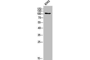 Western Blot analysis of K562 cells using COL6A2 Polyclonal Antibody (COL6A2 antibody  (Internal Region))