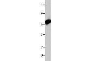 Western Blotting (WB) image for anti-COP9 Constitutive Photomorphogenic Homolog Subunit 5 (Arabidopsis) (COPS5) antibody (ABIN2421763) (COPS5 antibody)