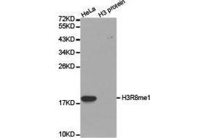 Western Blotting (WB) image for anti-Histone 3 (H3) (H3R8me) antibody (ABIN1873015) (Histone 3 antibody  (H3R8me))