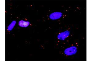 Proximity Ligation Analysis of protein-protein interactions between RALBP1 and IKBKG. (RALBP1 antibody  (AA 1-655))