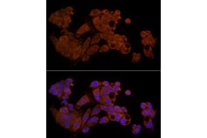 Immunofluorescence (IF) image for anti-Caspase 8 (CASP8) (AA 1-479) antibody (ABIN6137970)