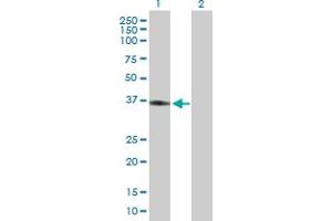 Western Blot analysis of APOL2 expression in transfected 293T cell line by APOL2 MaxPab polyclonal antibody. (Apolipoprotein L 2 antibody  (AA 1-337))