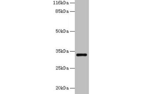 ERGIC1 antibody  (AA 48-254)