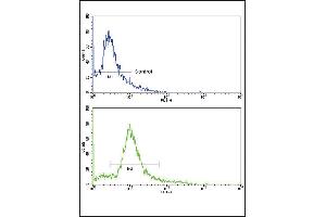 Flow cytometric analysis of hela cells using HMGCS1 Antibody (bottom histogram) compared to a negative control cell (top histogram). (HMGCS1 antibody  (C-Term))