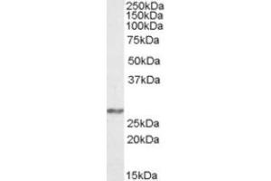 Image no. 1 for anti-NADH Dehydrogenase (Ubiquinone) Fe-S Protein 3, 30kDa (NADH-Coenzyme Q Reductase) (NDUFS3) (Internal Region) antibody (ABIN452425) (NDUFS3 antibody  (Internal Region))