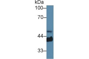 Western blot analysis of Mouse Serum, using Mouse Hpt Antibody (1 µg/ml) and HRP-conjugated Goat Anti-Rabbit antibody ( (Haptoglobin antibody  (AA 70-332))