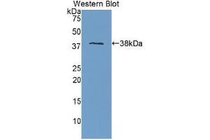 Western blot analysis of the recombinant protein. (APOH antibody  (AA 22-345))