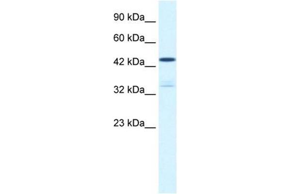 KCNAB3 antibody  (N-Term)