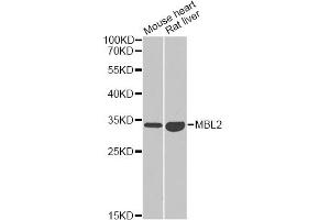 Western blot analysis of extracts of various cell lines, using MBL2 antibody (ABIN5973439) at 1/1000 dilution. (MBL2 antibody)