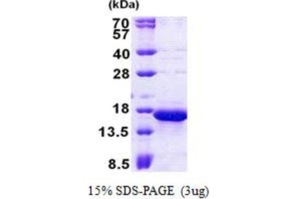 TOMM20 Protein (AA 25-145) (His tag)