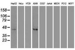 Image no. 3 for anti-Mitogen-Activated Protein Kinase 8 (MAPK8) (AA 1-384) antibody (ABIN1490768) (JNK antibody  (AA 1-384))