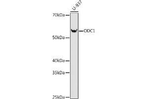 Western blot analysis of extracts of U-937 cells, using ODC1 antibody (ABIN1680080, ABIN3018249, ABIN3018250 and ABIN7101588) at 1:1000 dilution. (ODC1 antibody)