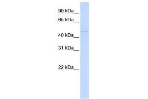 ZBTB43 antibody used at 1. (ZBTB43 antibody  (N-Term))