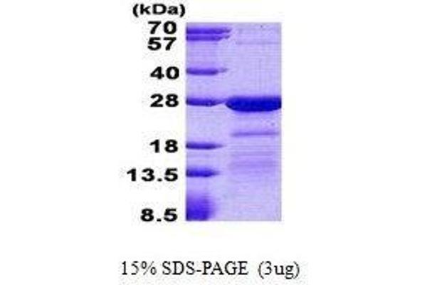 HN1L Protein