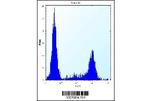 Flow cytometric analysis of Neuro-2a cells (right histogram) compared to a negative control cell (left histogram). (KLC2 antibody  (N-Term))