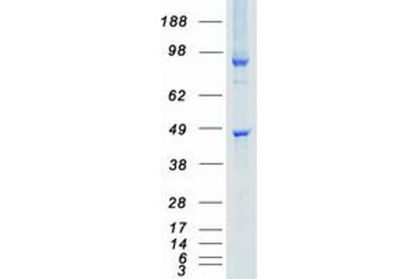 STK26/MST4 Protein (Transcript Variant 1) (Myc-DYKDDDDK Tag)